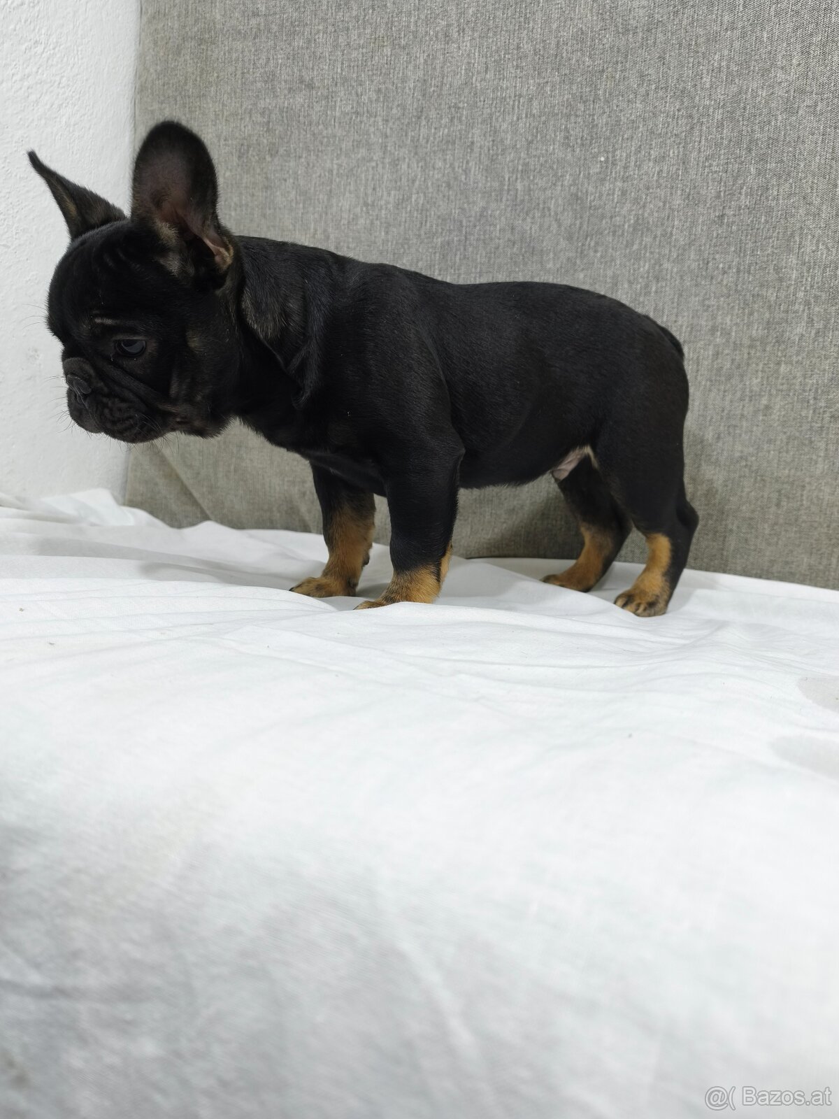 Französischen Bulldog - 8