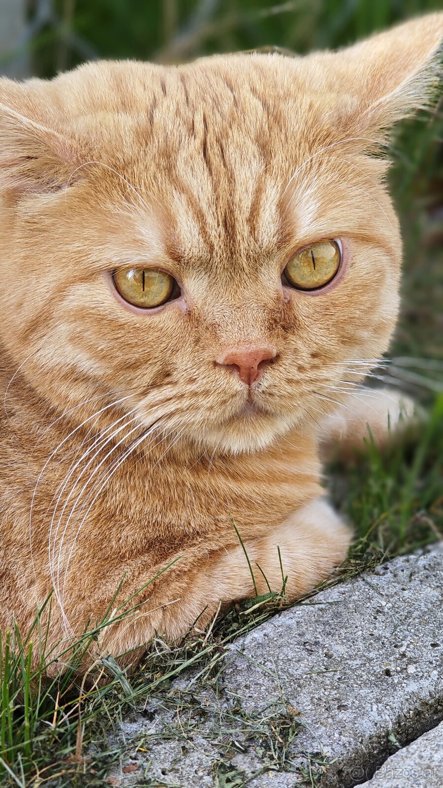 Britisch Kurzhaar Katzen - 8