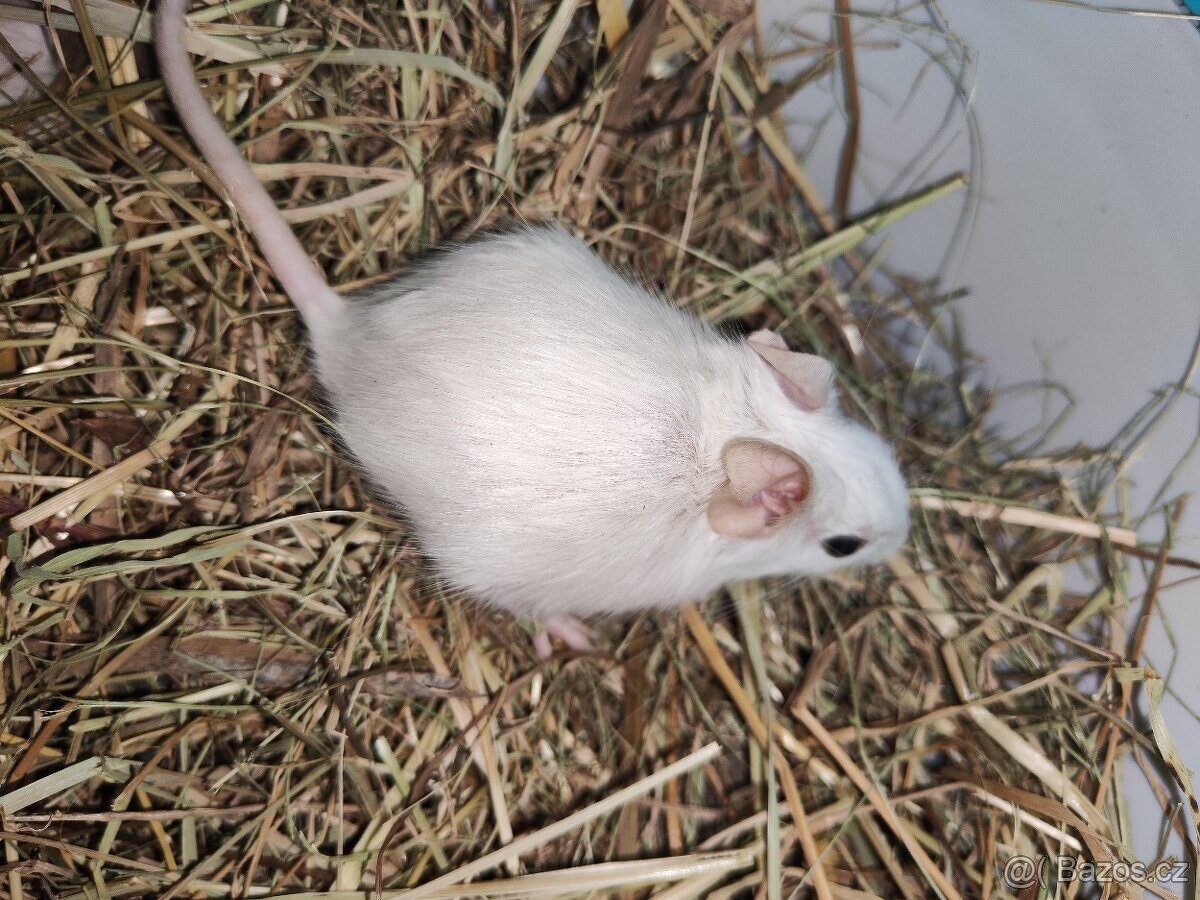 Degus - 8