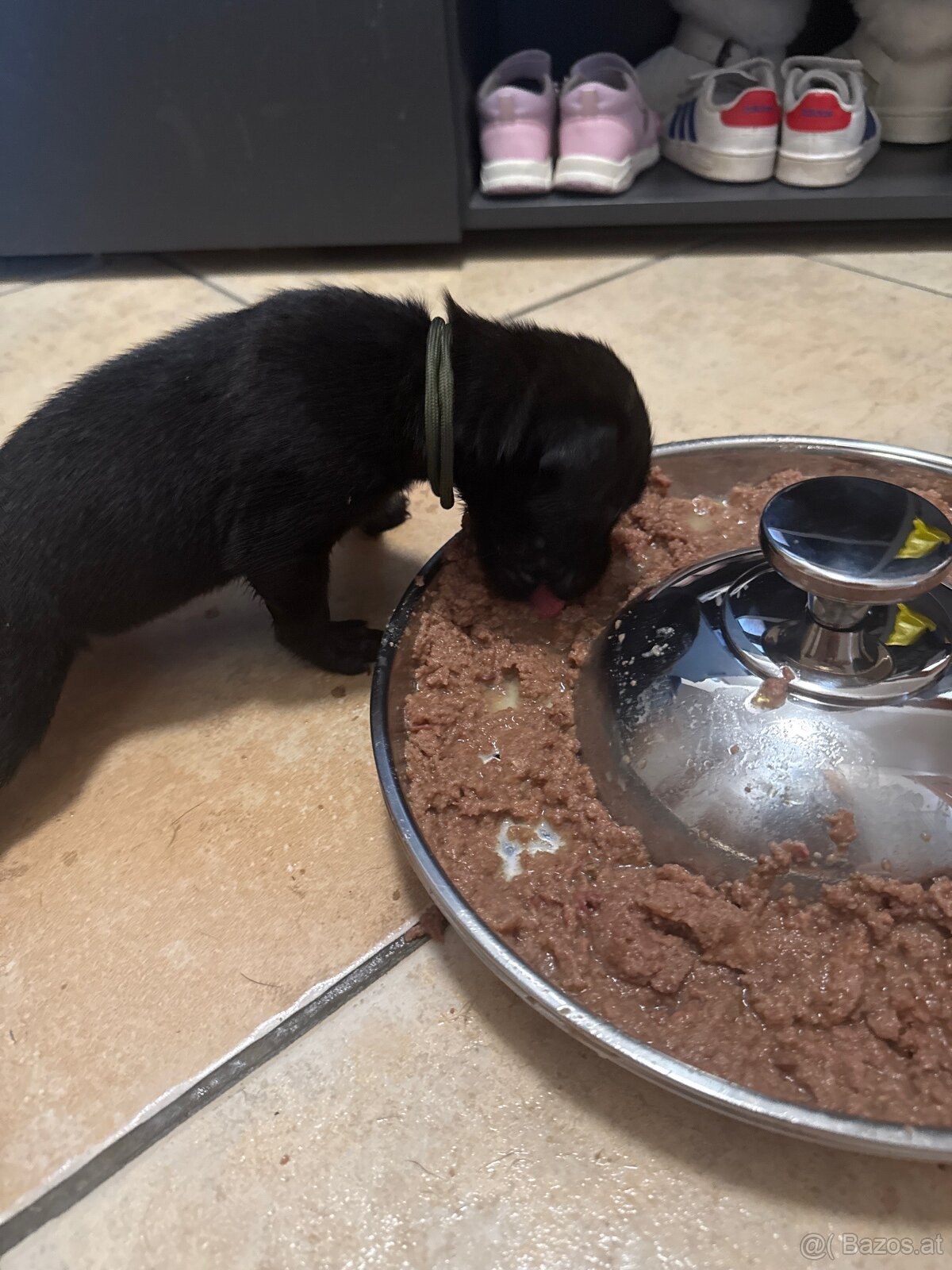 Cane Corso x Malinois Welpen - 8