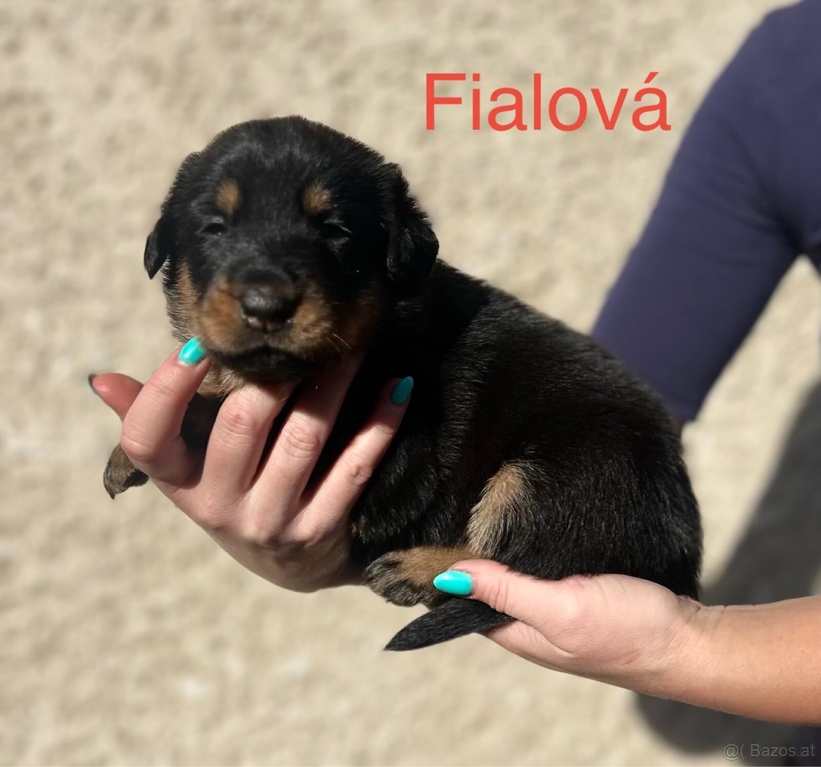 Beauceron - 8