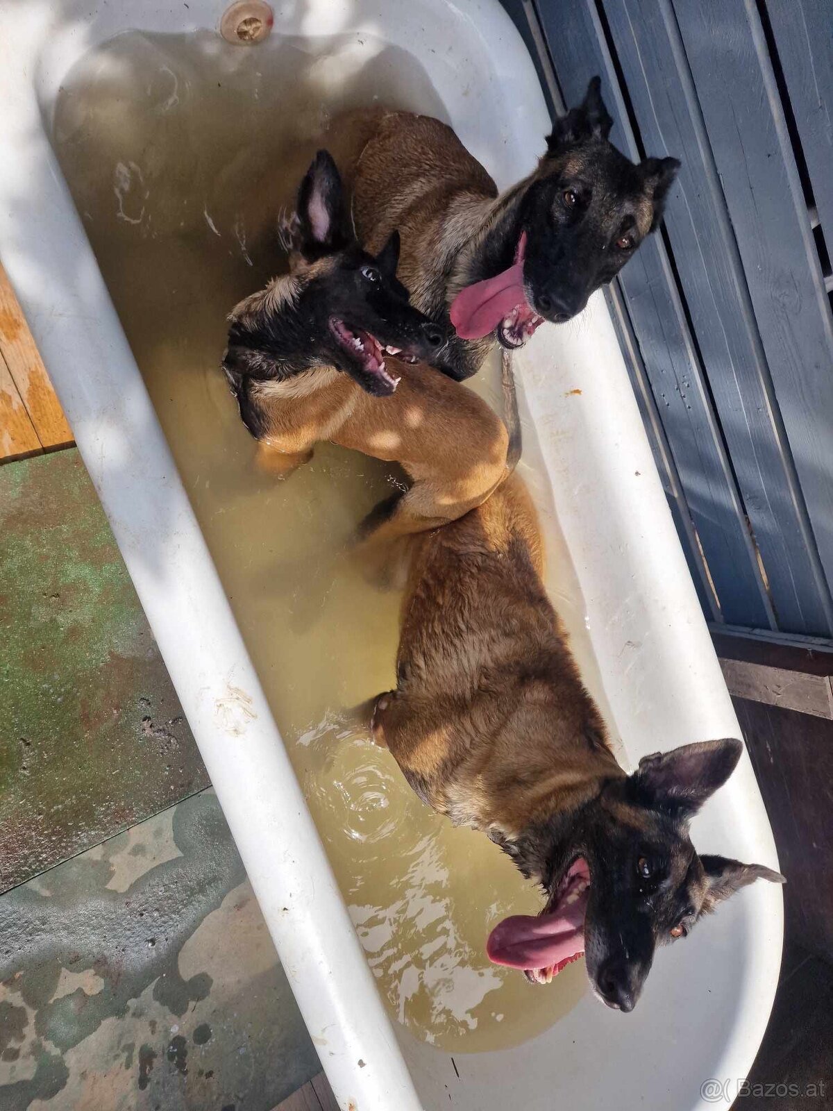 Wurfankündigung Malinois x Cane Corso - 8