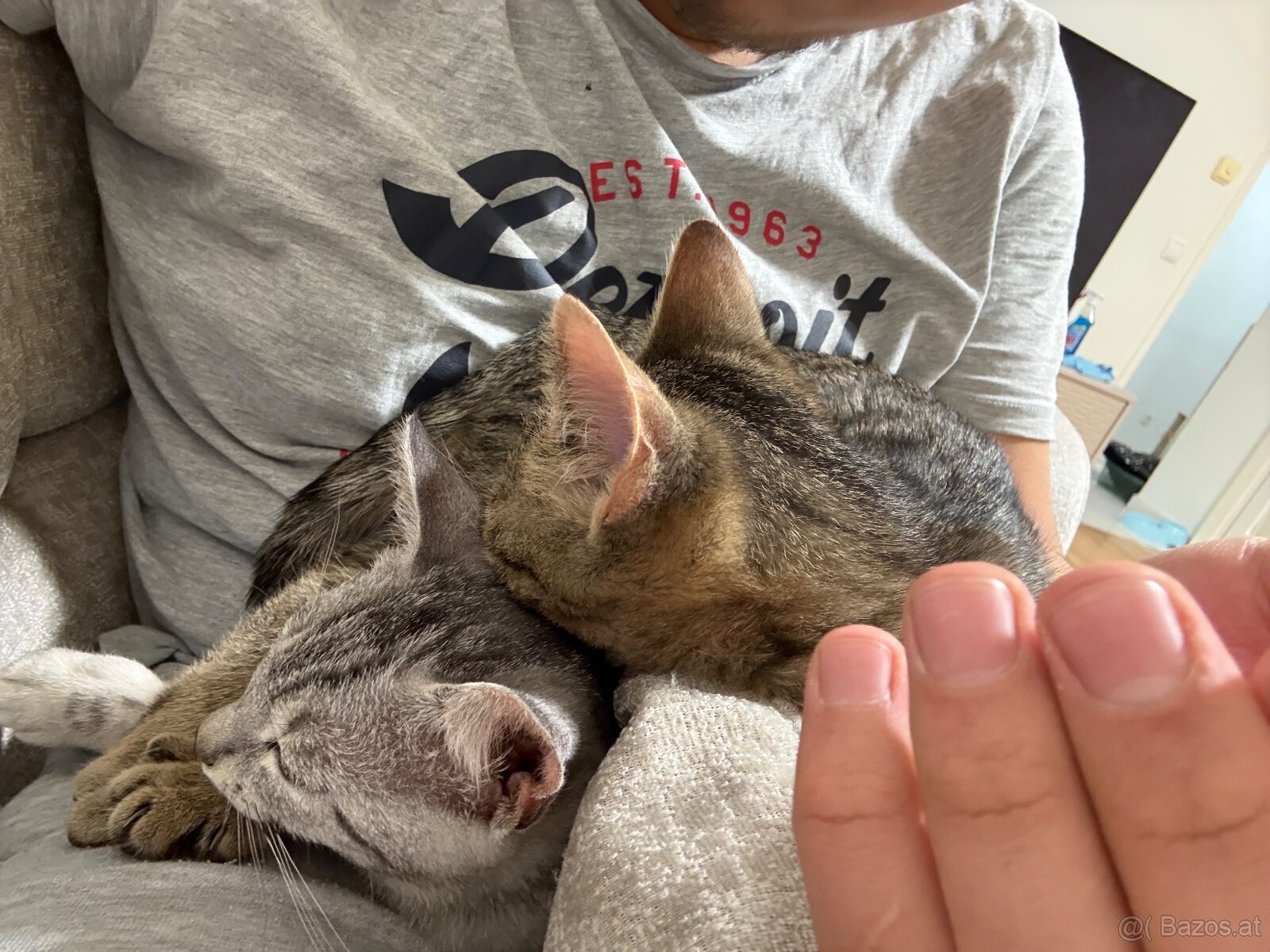 2 Junge Katzen weiblich und Junge 6 Monate alt - 8