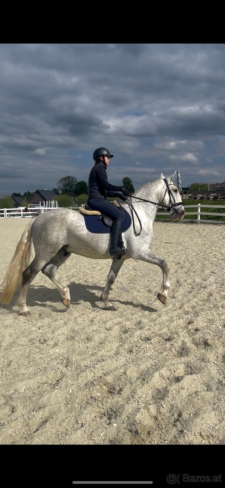 Kladruber horse - 8