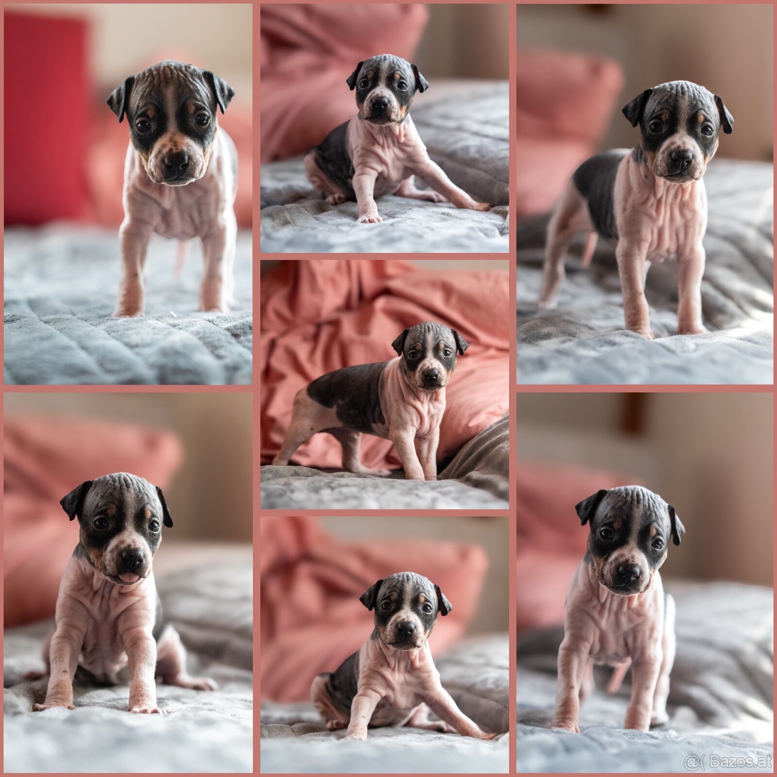 Welpen des Amerikanischen Nacktterriers - 8