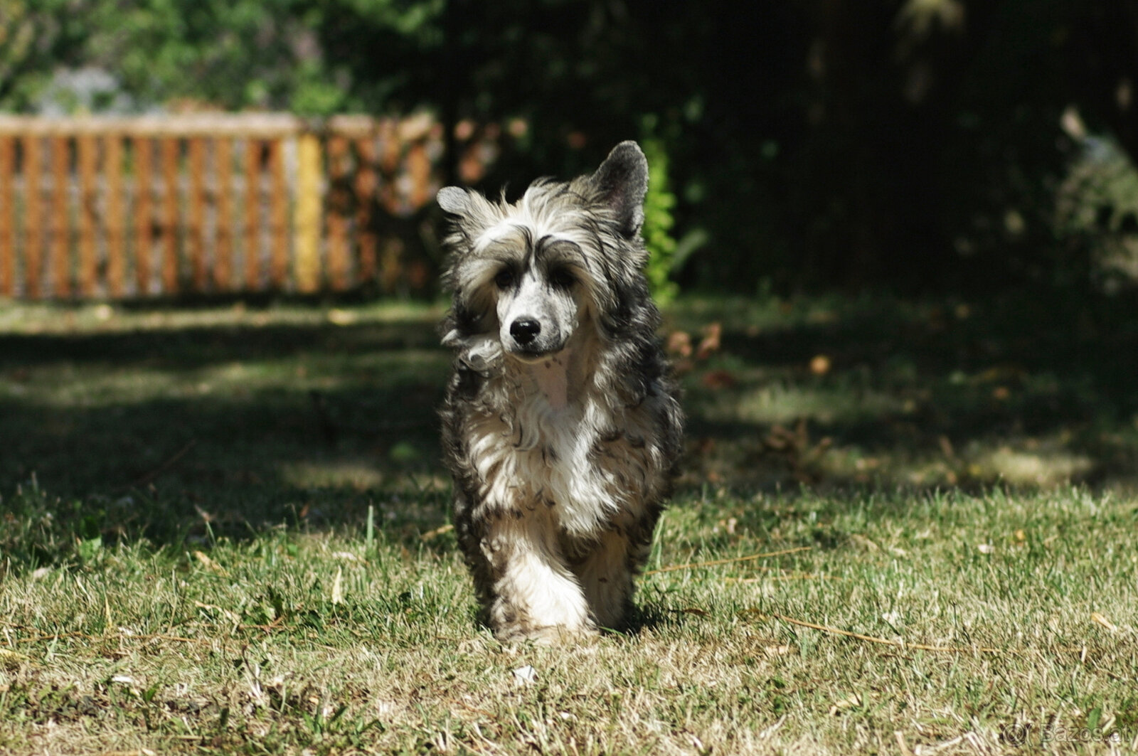 chinese crested dog - hairless - FCI - 8