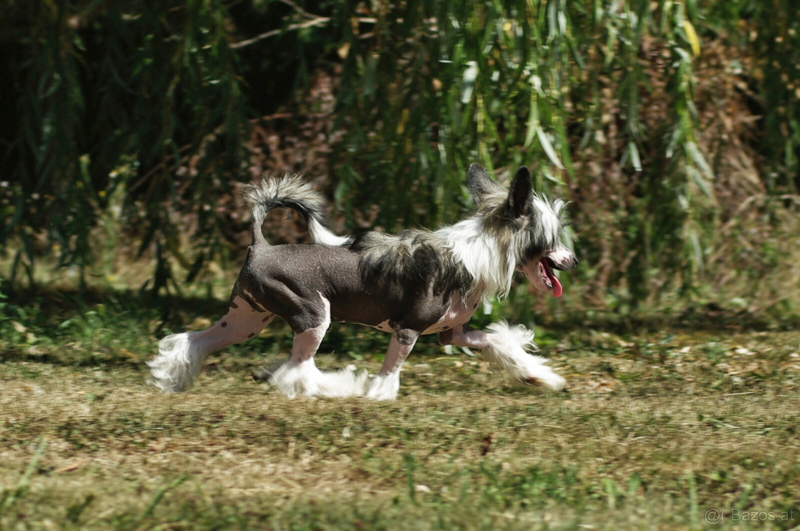 chinese crested dog - hairless - FCI - 8