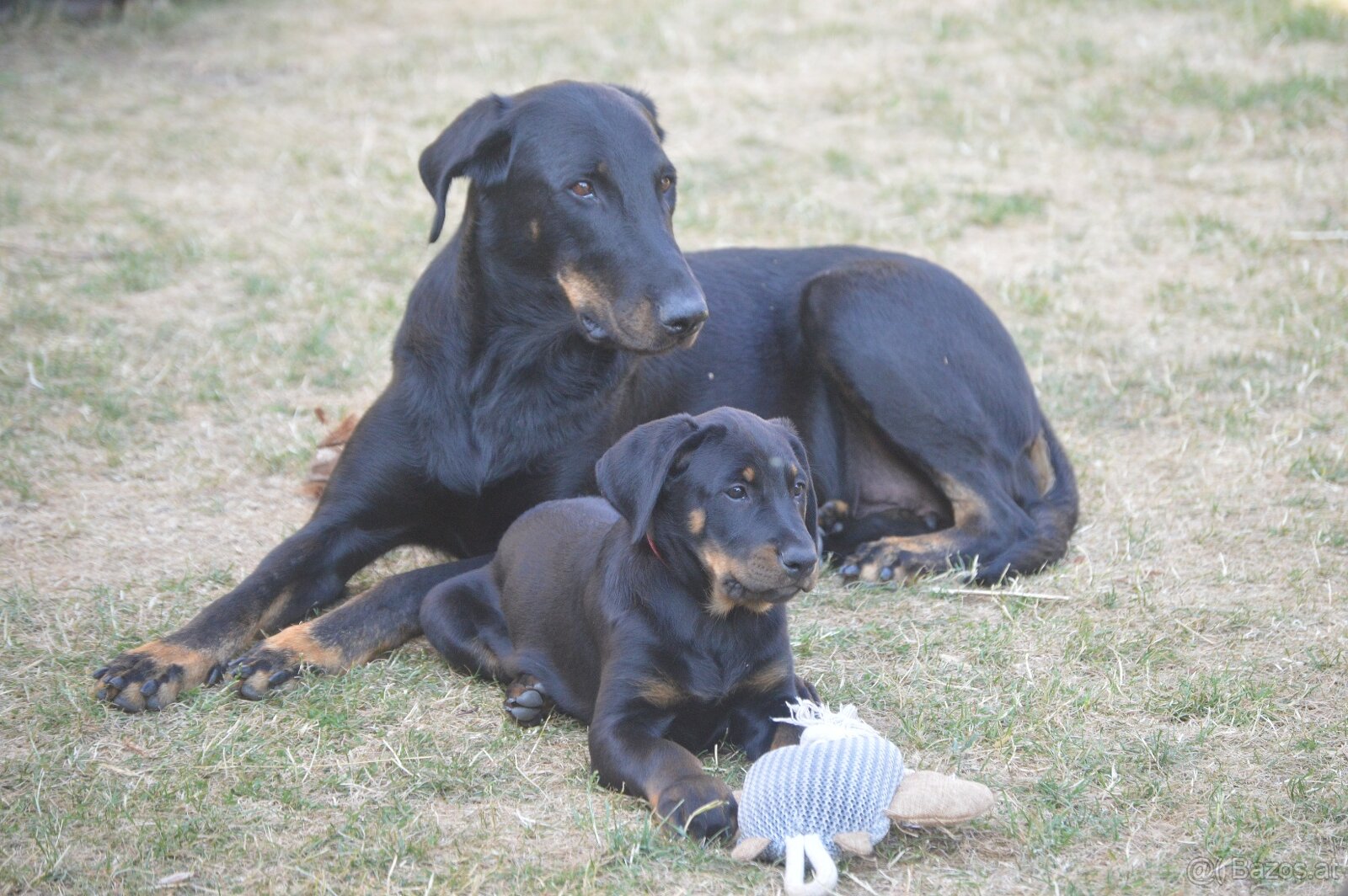 Beauceron Welpen (Berger de Beauce) - 8