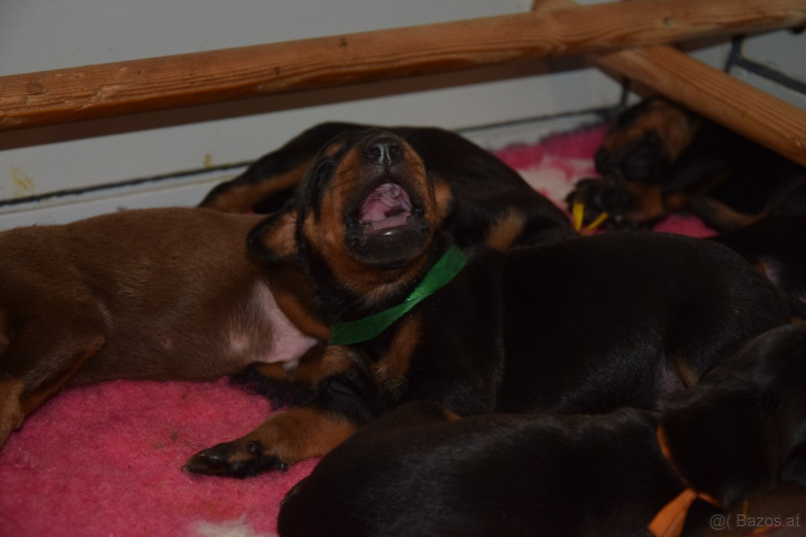 Dobermann - spitzen Welpen mit FCI Ahnentafel - 8