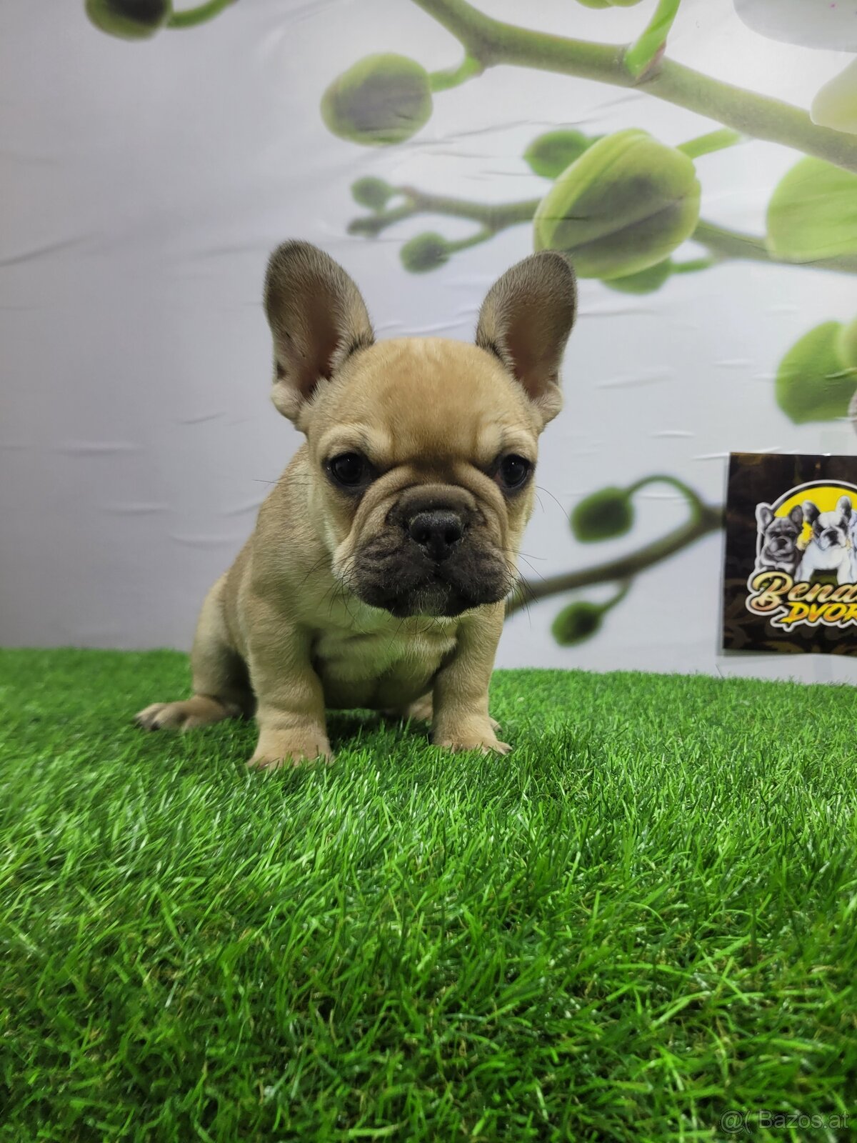 Französische Bulldoggen - 8