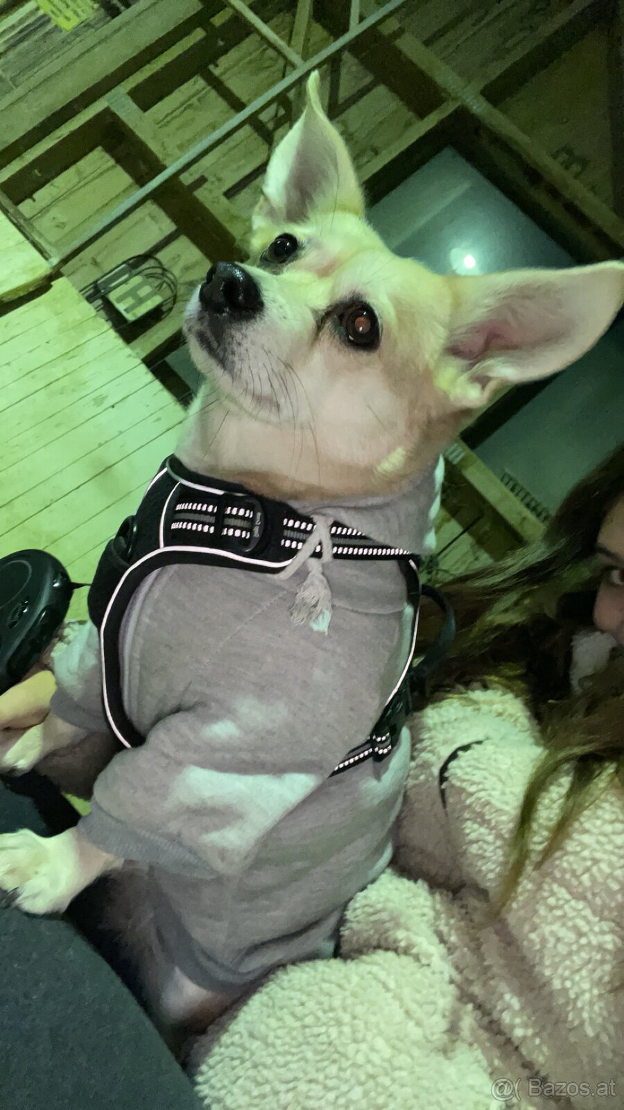 Hund zu verschenken - 8