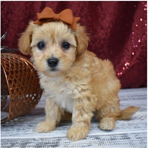 Maltipoo Welpen suchen liebevolles Zuhause - 8