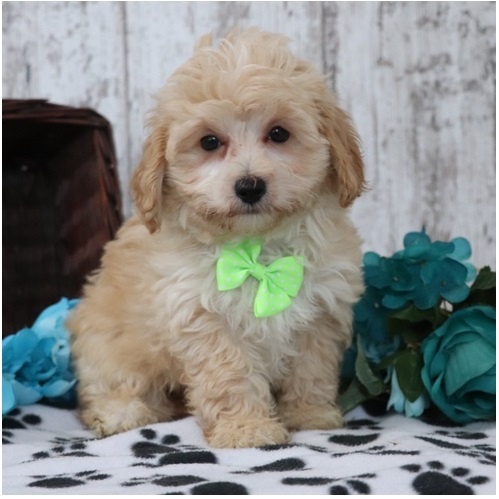 Maltipoo Welpen - 8