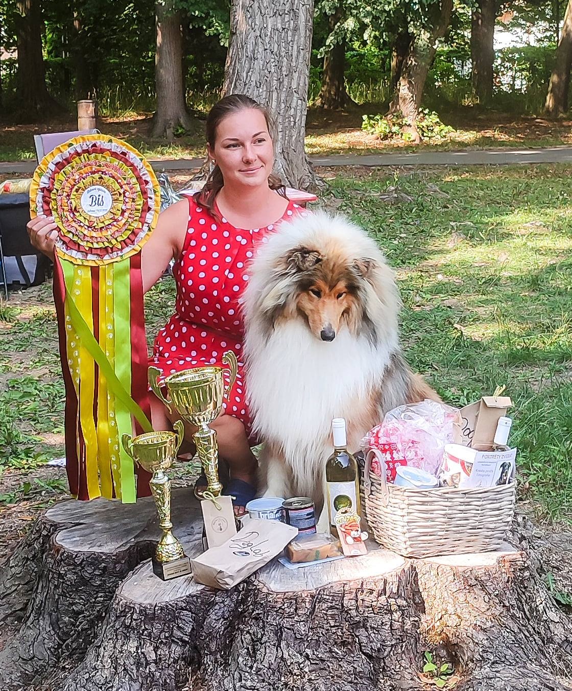 Collie Langhaar Welpen (FCI Stammbaum) - 8