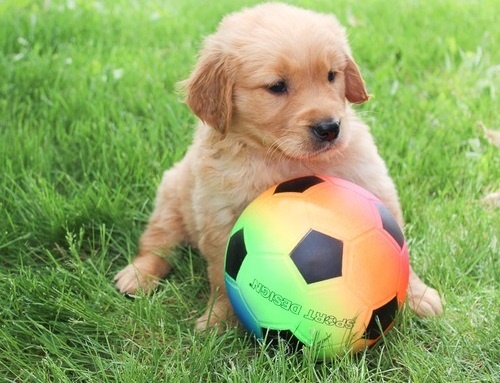 Golden Retriever Welpen suchen Ihre Familie Welpen mit Ahne - 8
