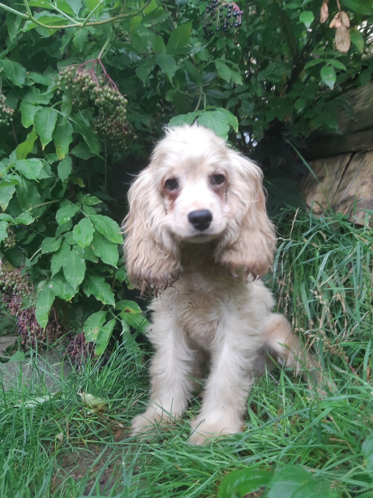SPANIEL- FREUNDE AUFGEPASST - 8