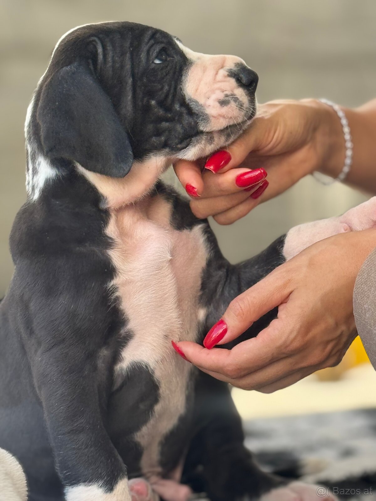 Deutsche-Dogge-Welpen, Deutsche Dogge - 8