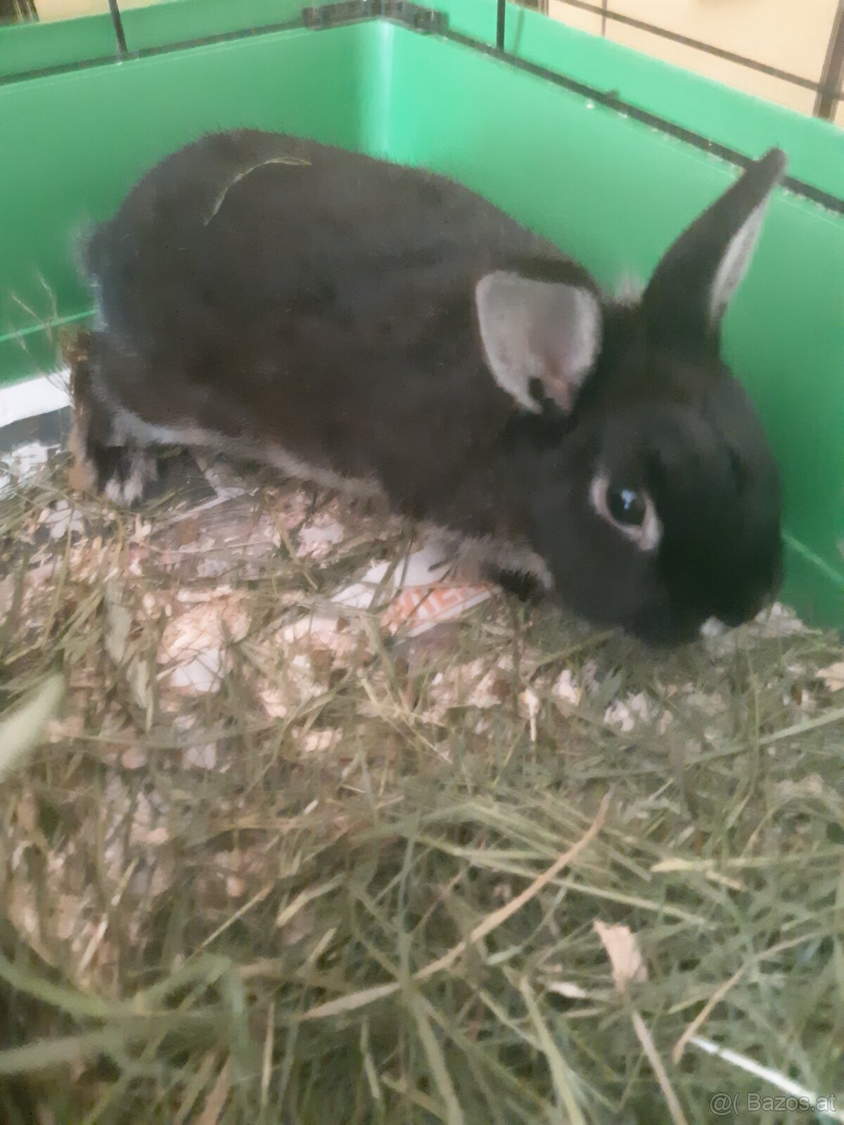 Zwergkaninchen Babys zu vergeben - 8