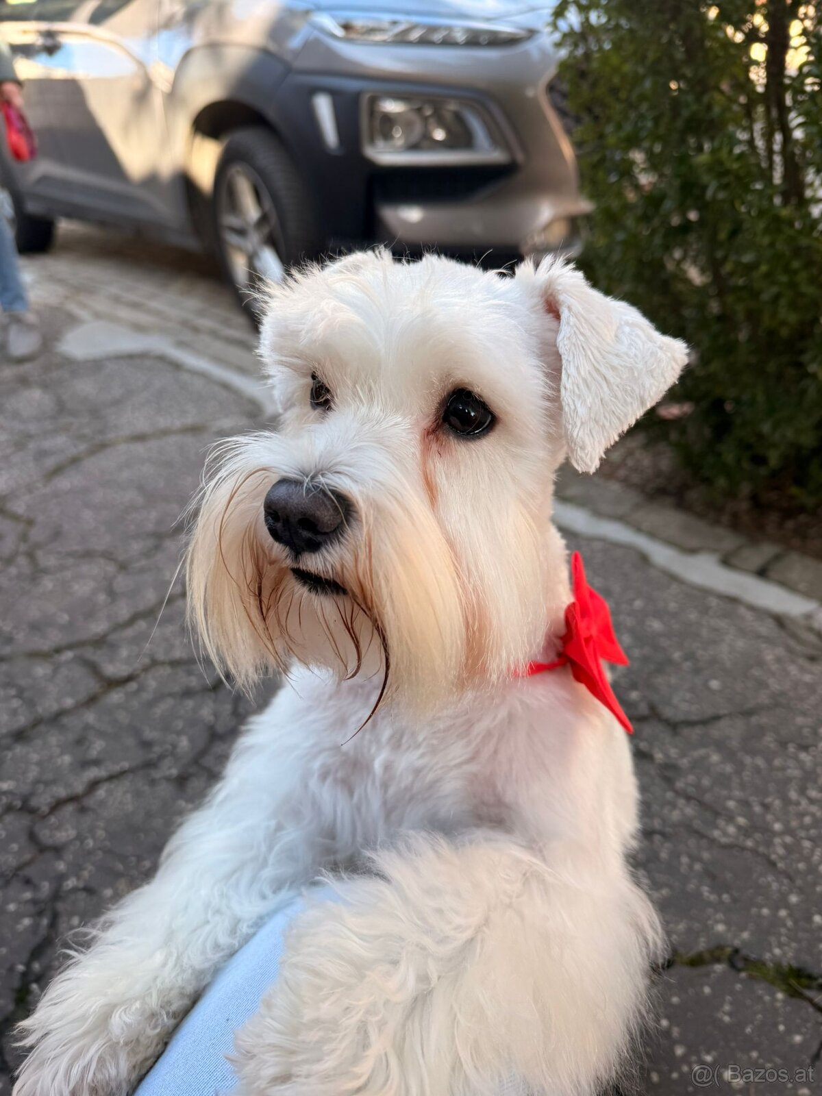 Schnauzer miniatúrne white - 8