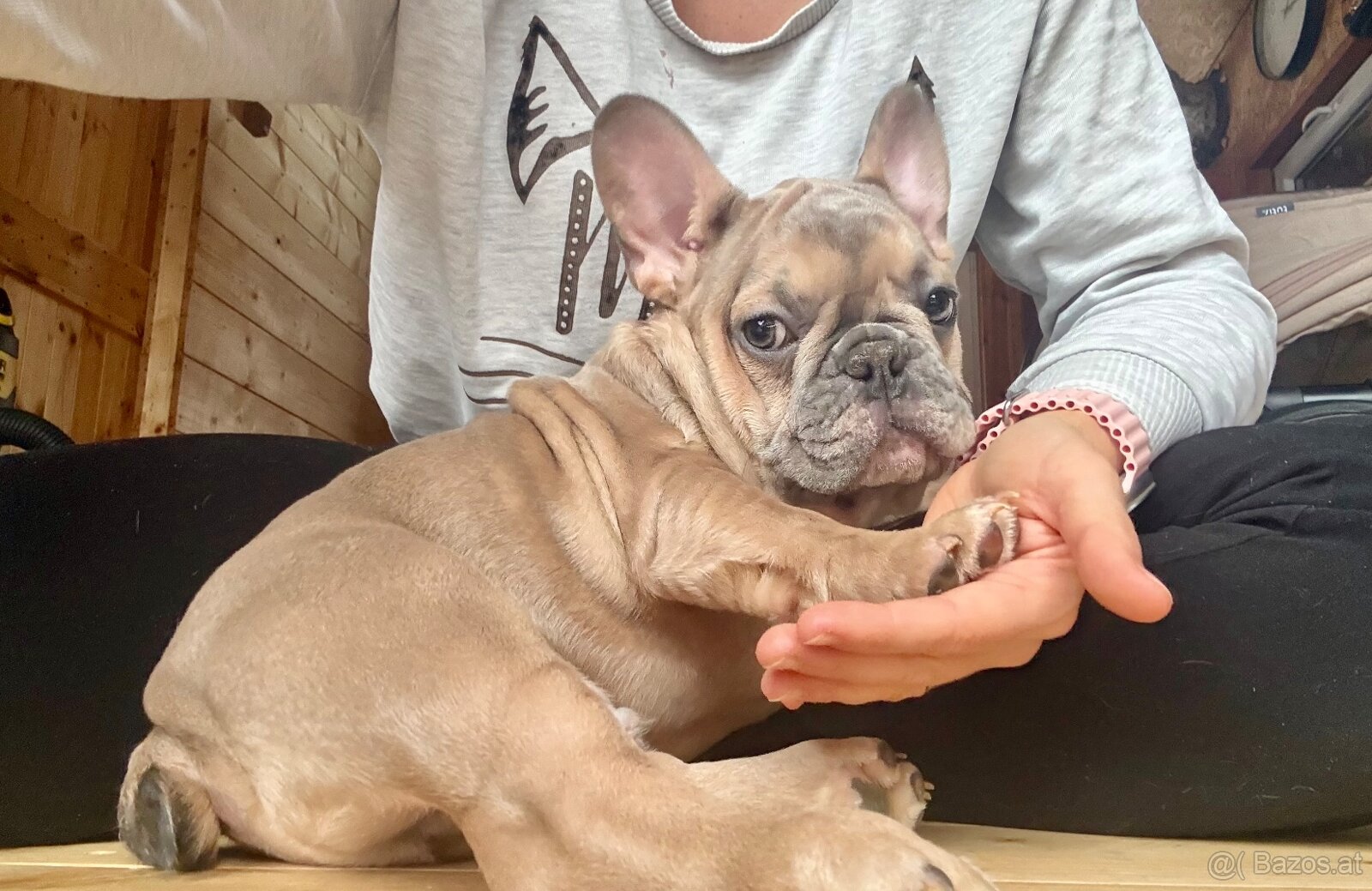 Französische Bulldogge mit Stammbaum - 8