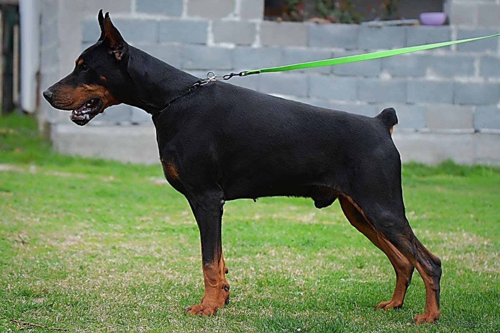 BLAUE DOBERMANN-WELPEN MIT FCI-PAPIEREN - 8