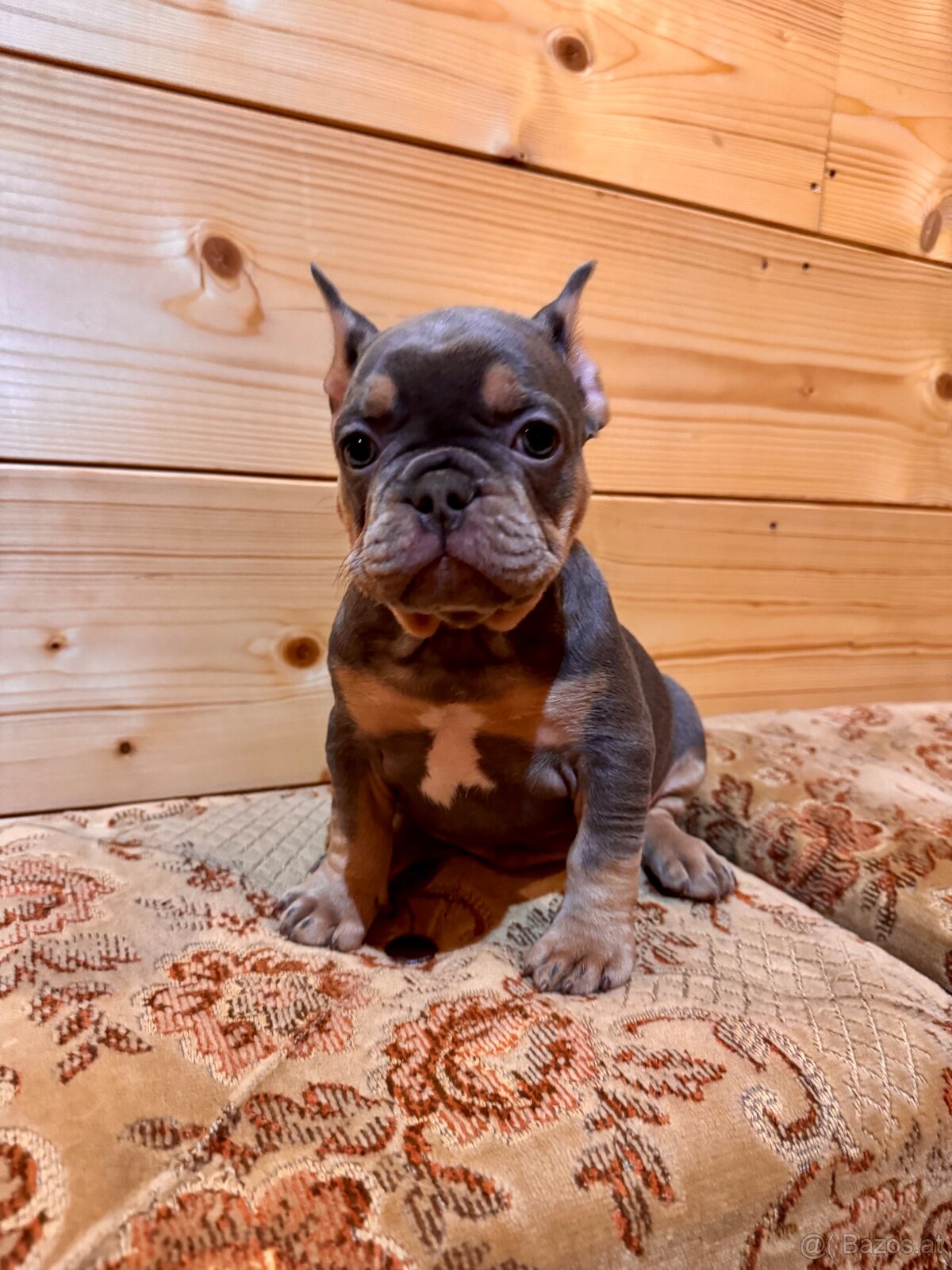 Französischen Bulldoggen - 8