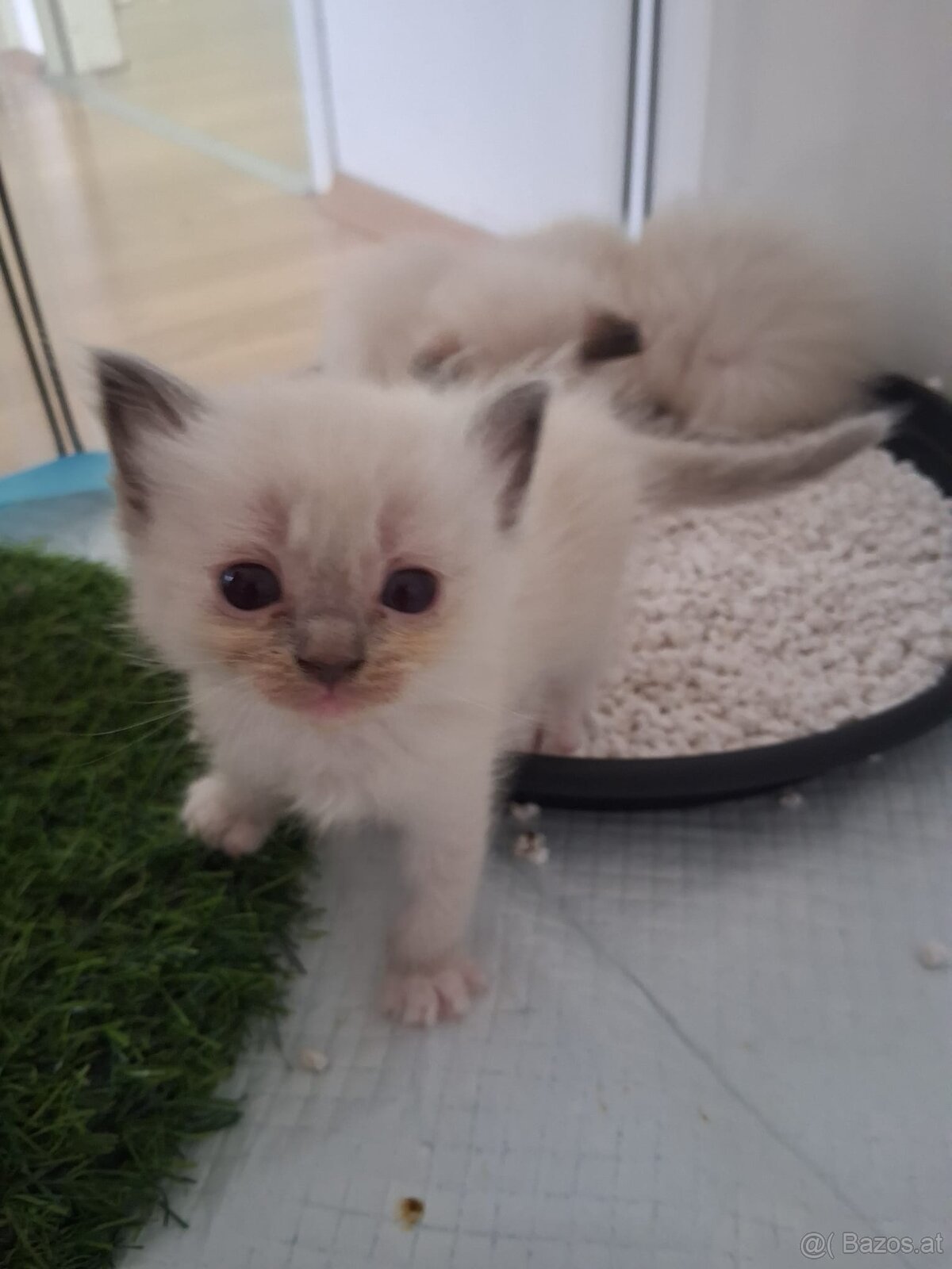 Ragdoll kitten - 8
