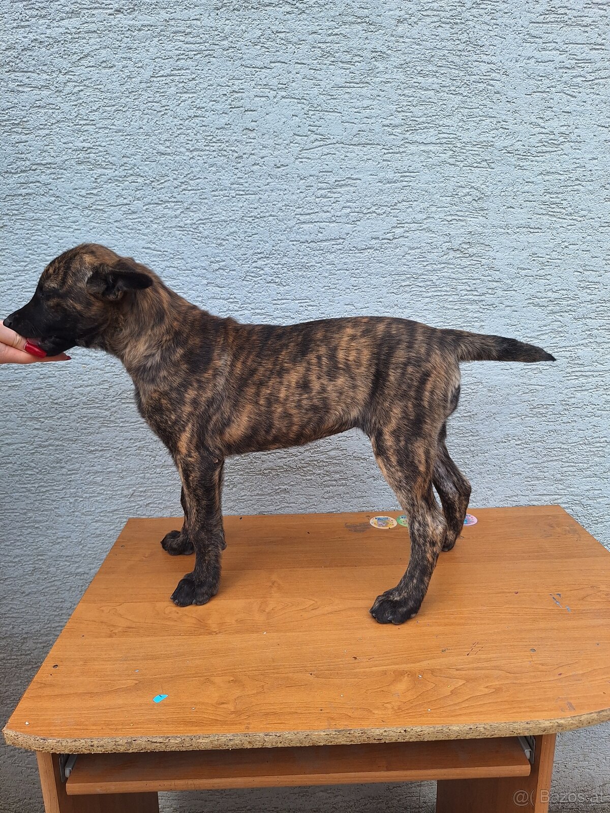Holländischer Schäferhund - 8