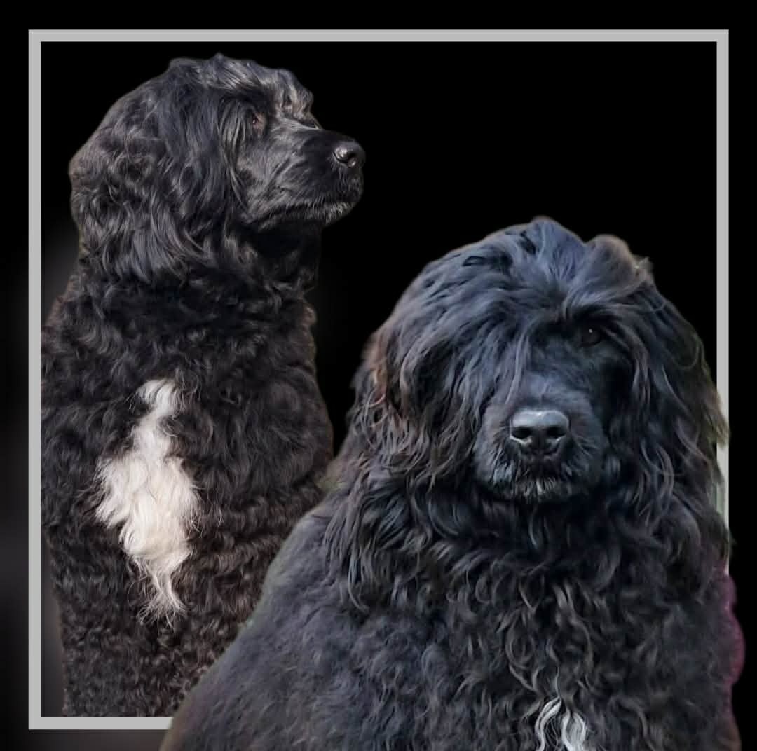 Portugiesischer Wasserhund- Welpen Abgabe Ende September - 8