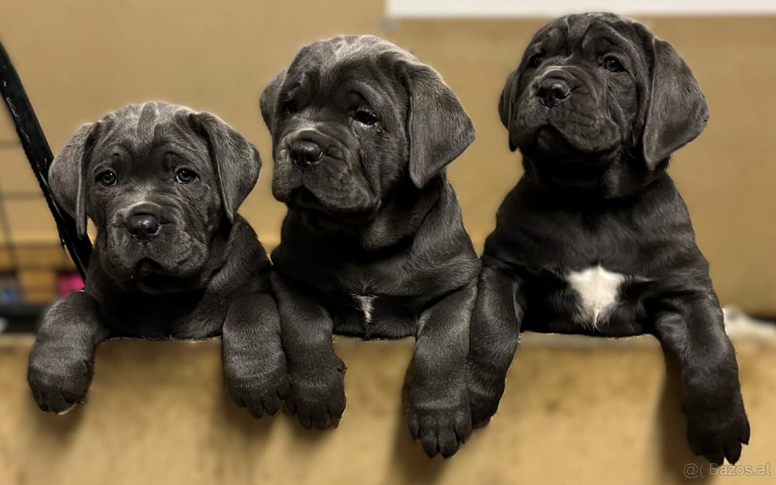 Reinrassige Cane Corso Welpen - 8