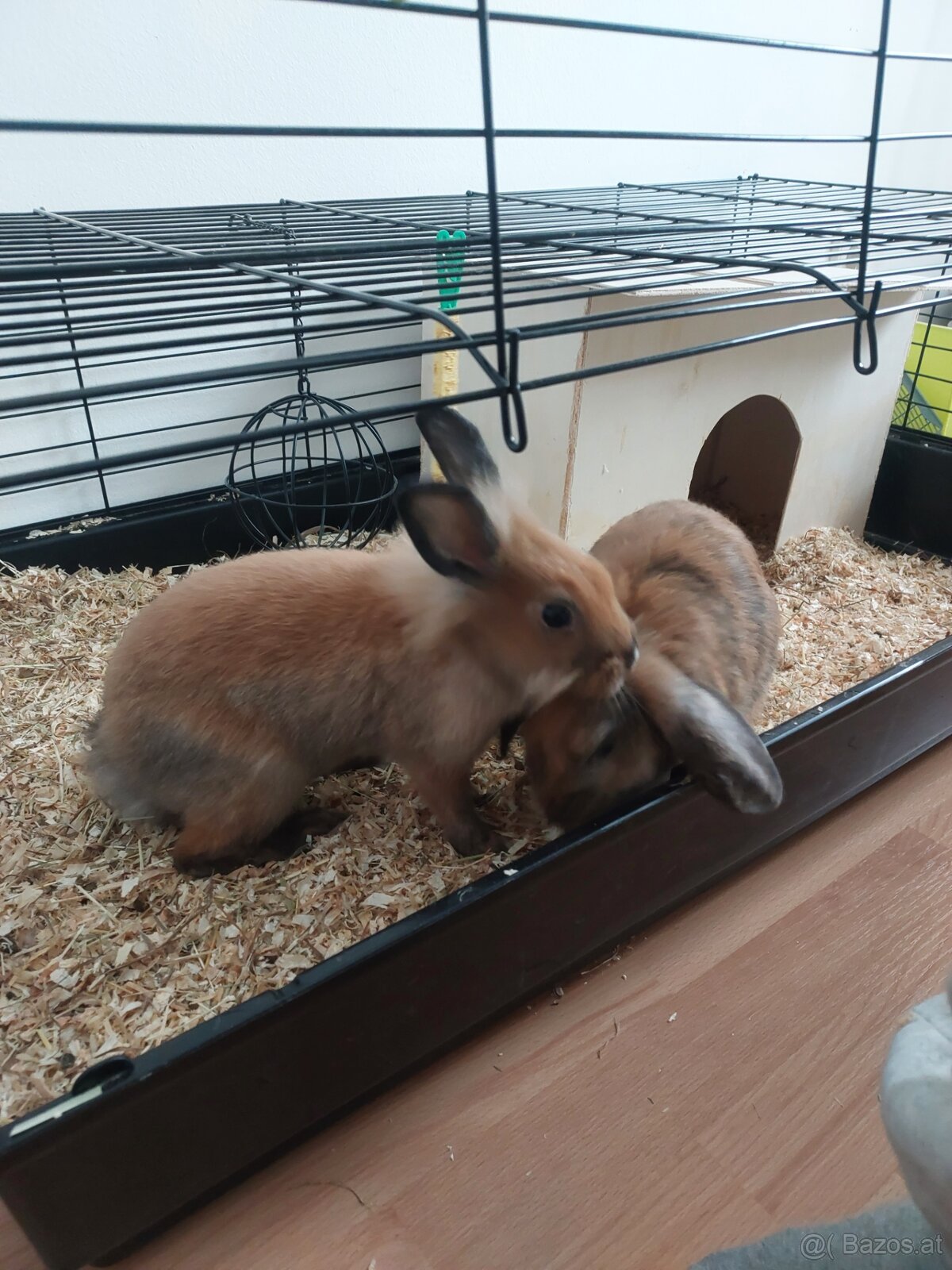 Zwergkaninchen - 8