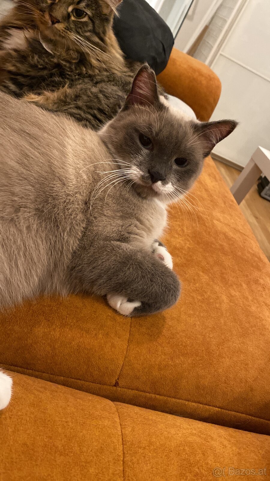 Katzen zu verschenken - 8