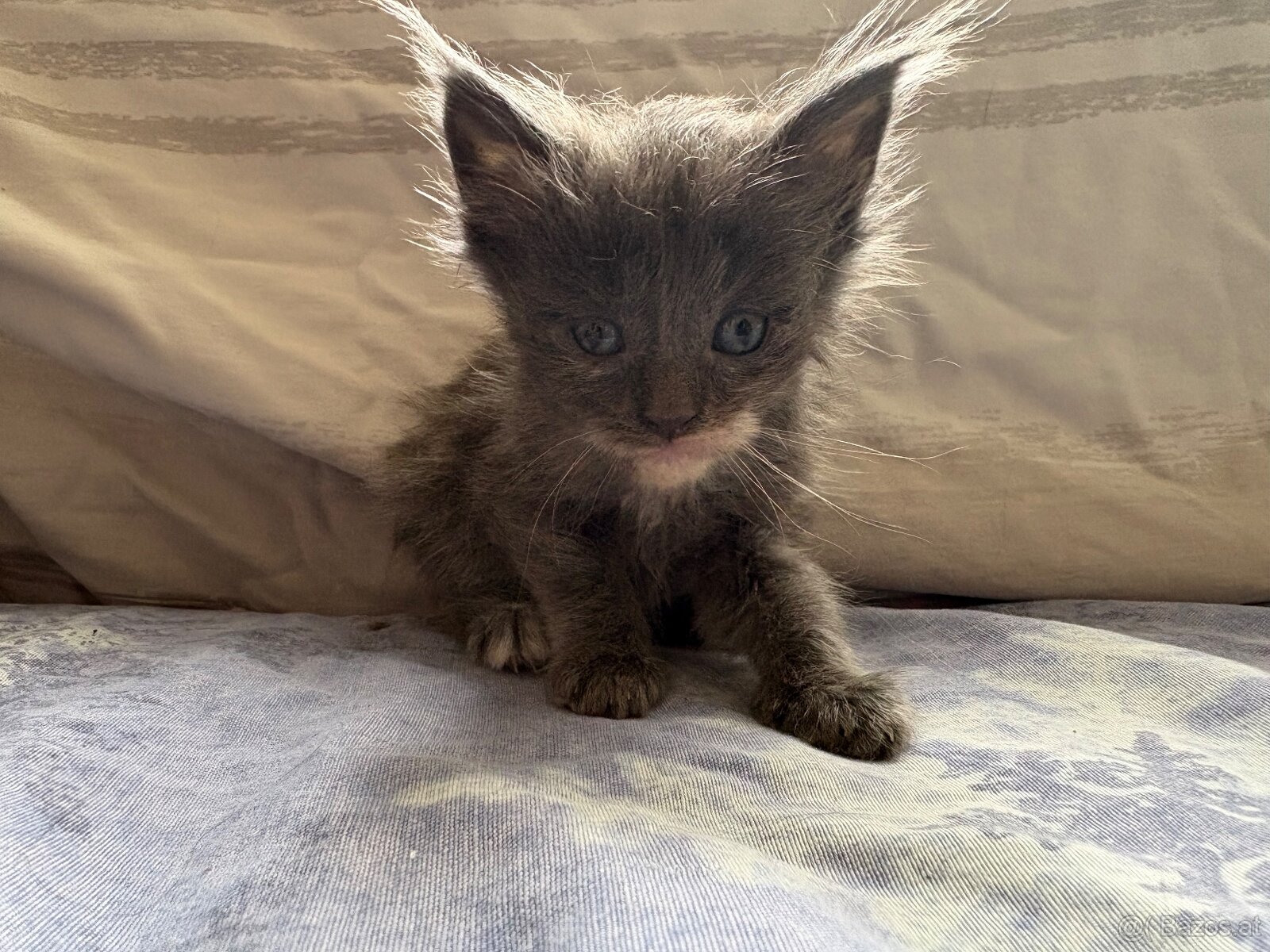 Maine Coon Kitten - 8
