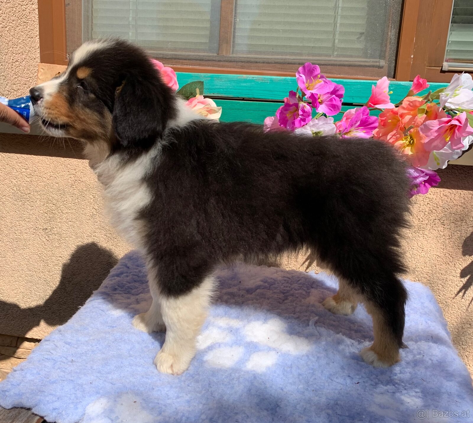 Australian shepherd - 8