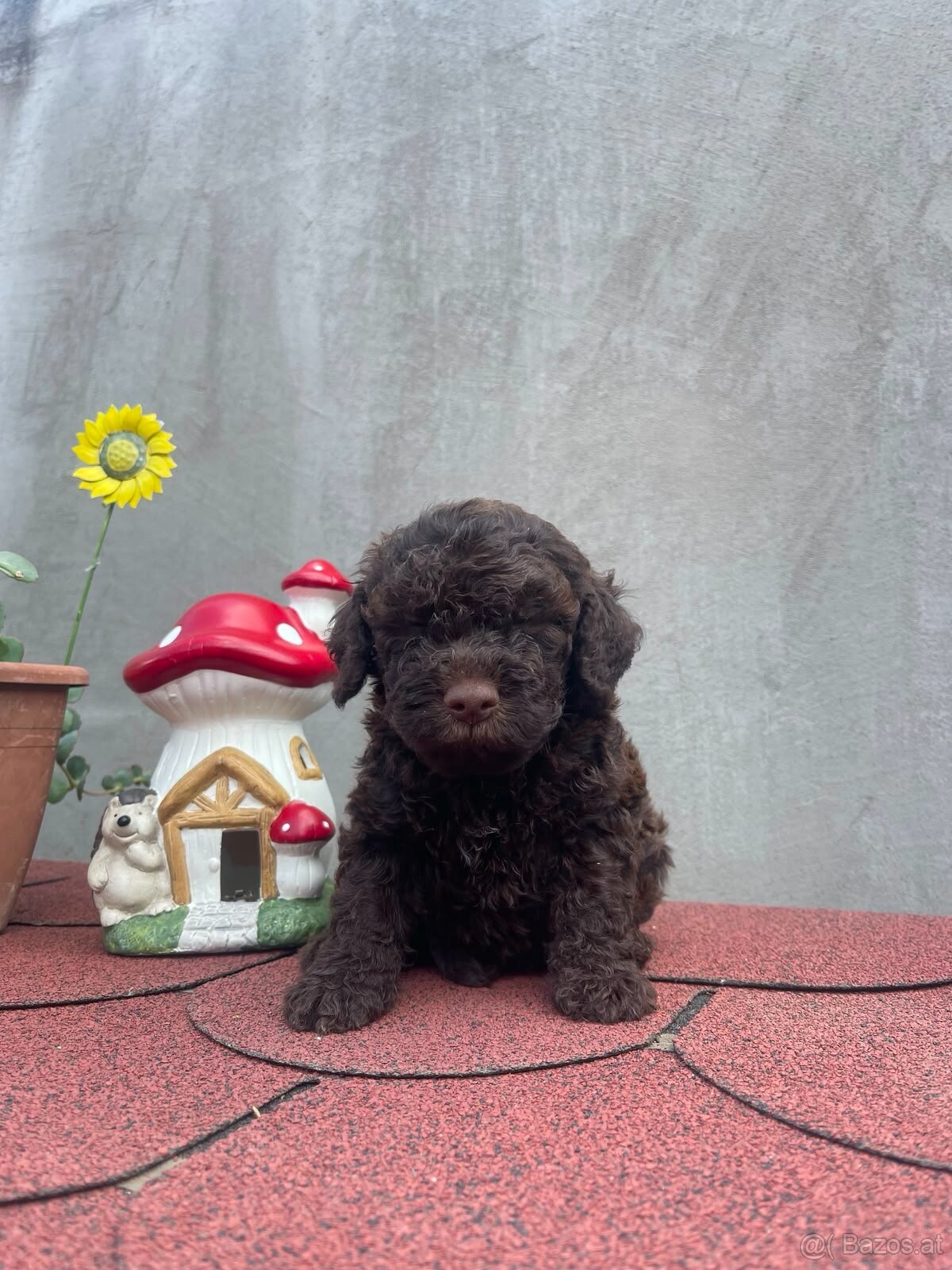 LAGOTTO ROMAGNOLO 🐶 - 8