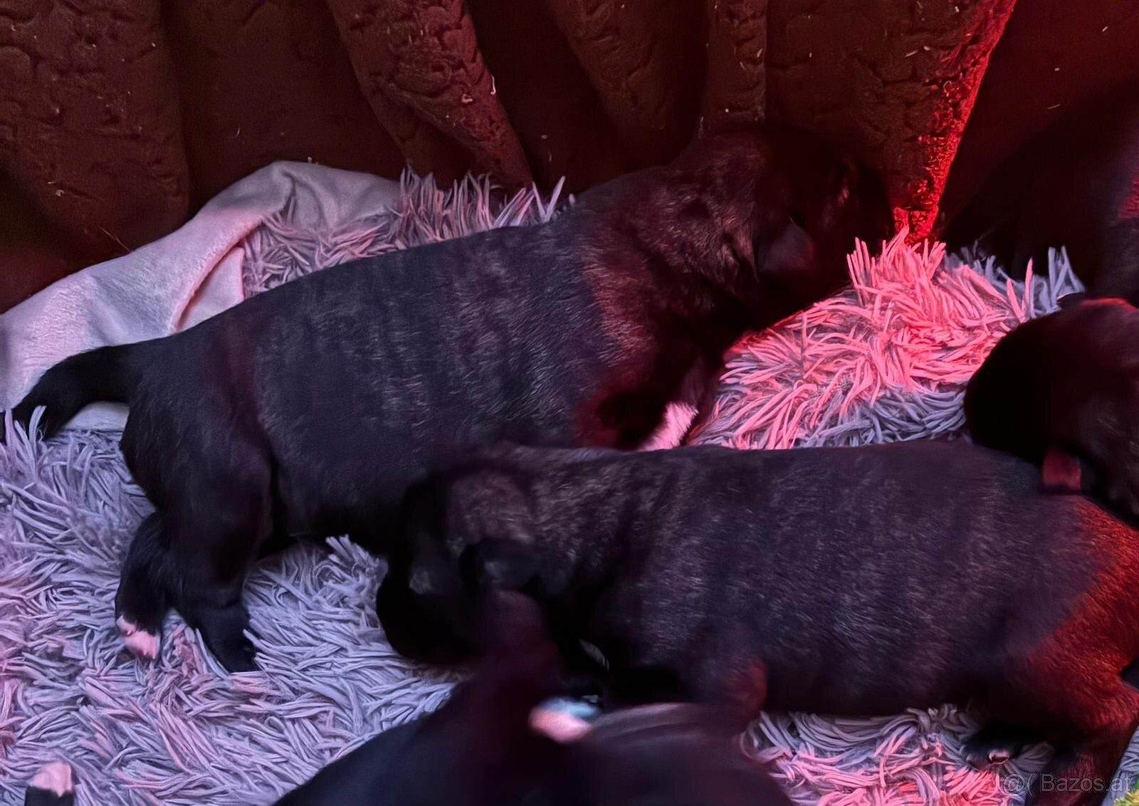 Irischer Wolfshund - Welpen zu verkaufen - 8