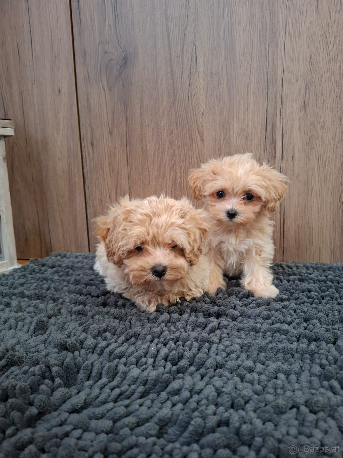 Maltipoo mini - 8