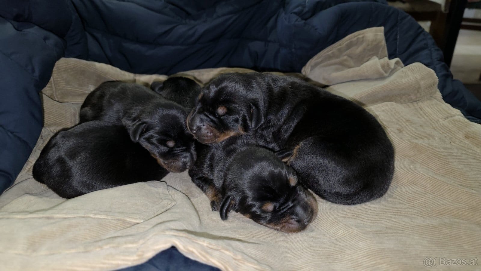 Doberman welpen mit PP - fci hunde - 8