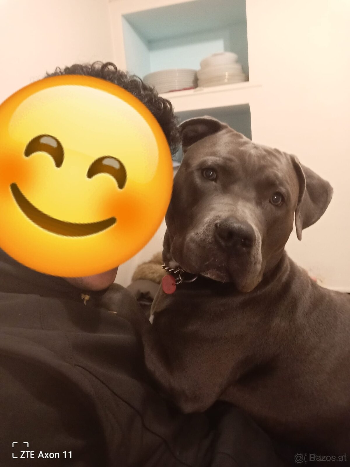 Hund zu verschenken - 8