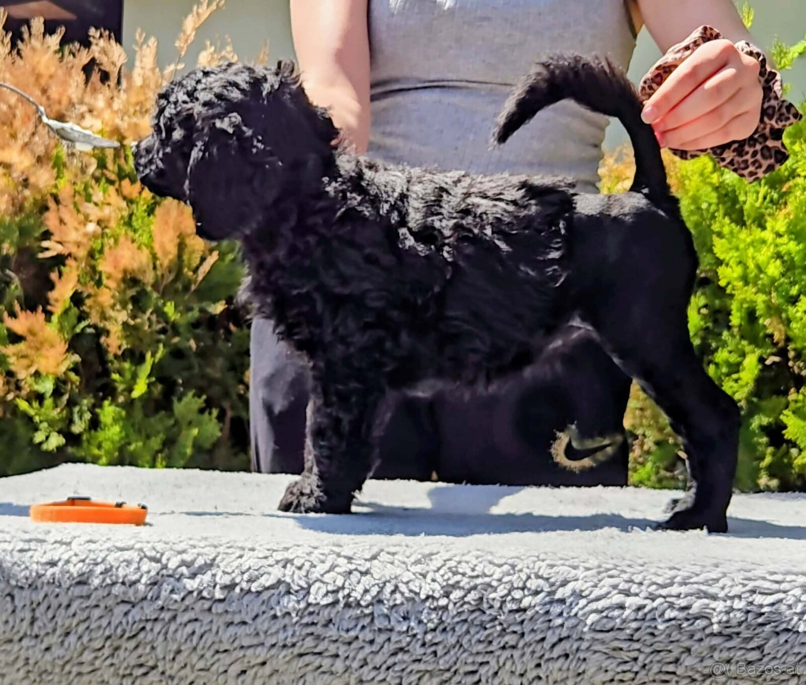 Portuguese Water Dog Puppies - 8