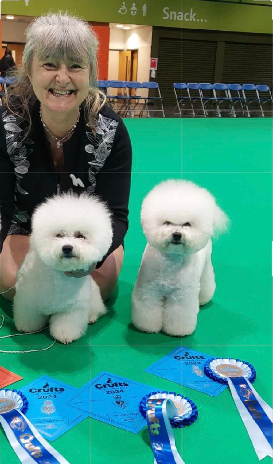 Bichon frise with pedigree - 8