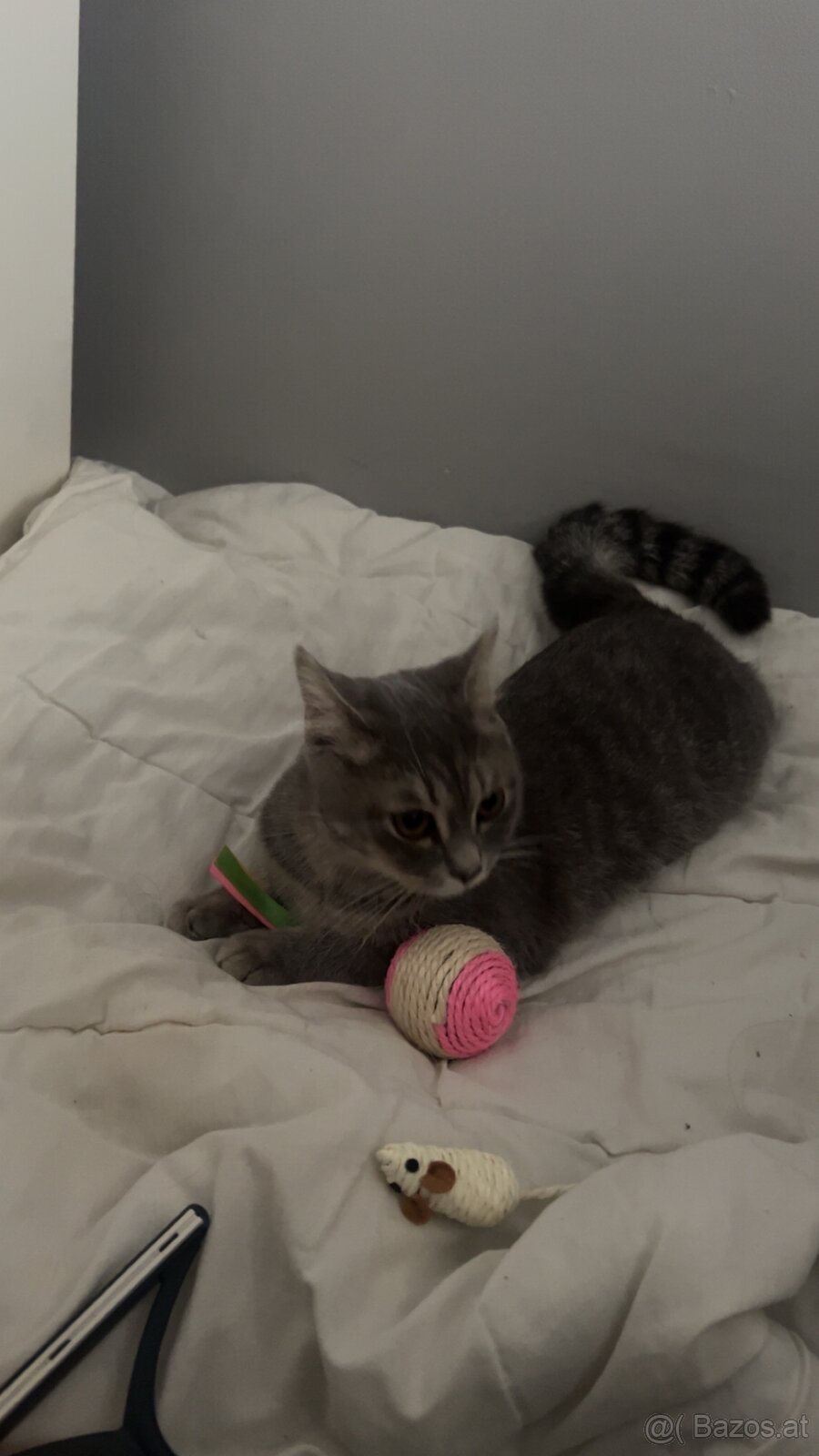 Katze BKH - 8