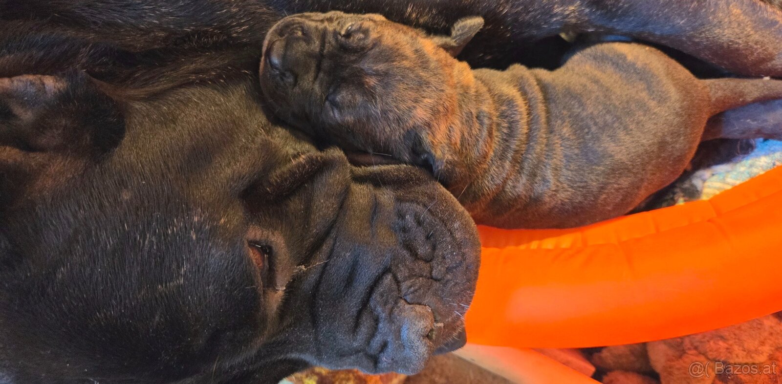 Cane corso mit Stammbaum - 8