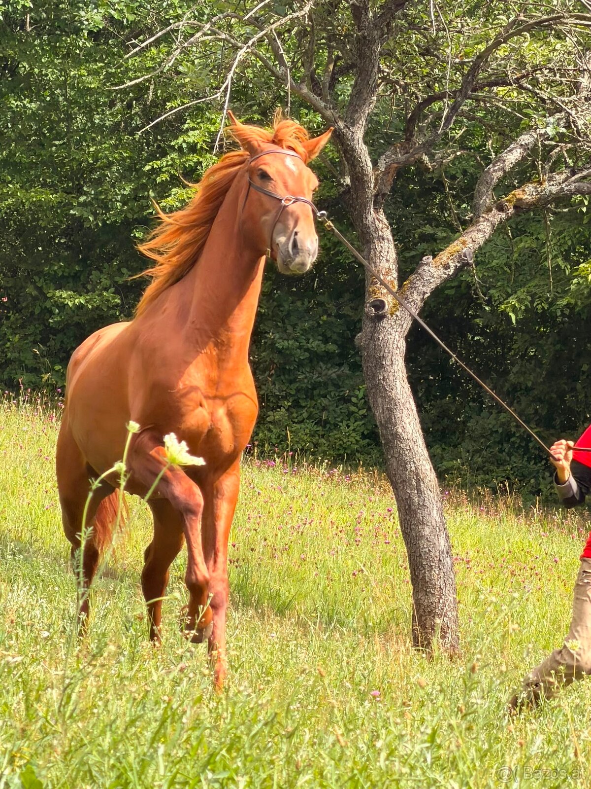 Lusitano Hengst PSL - 8
