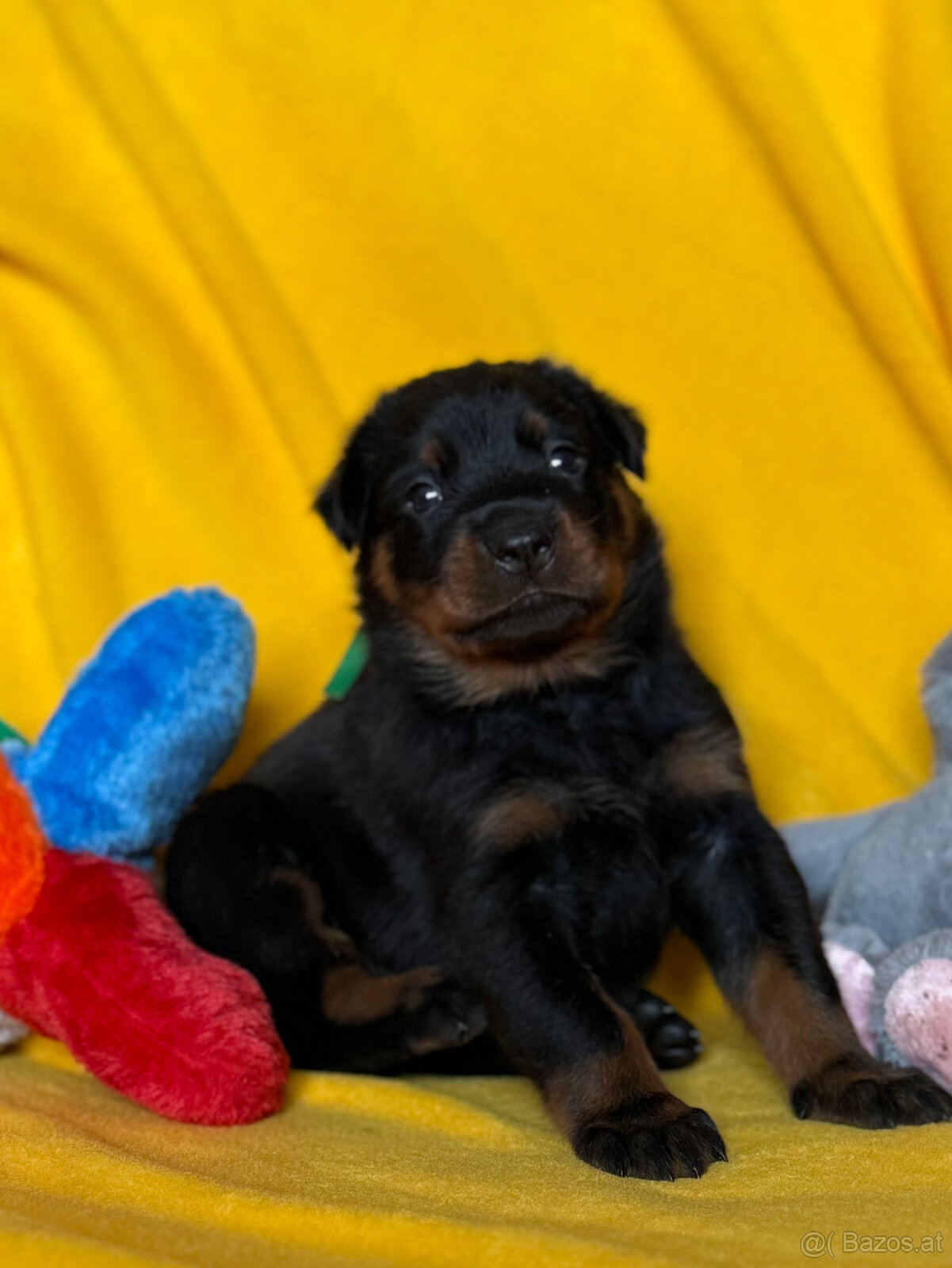 Beauceron-Welpen - 8