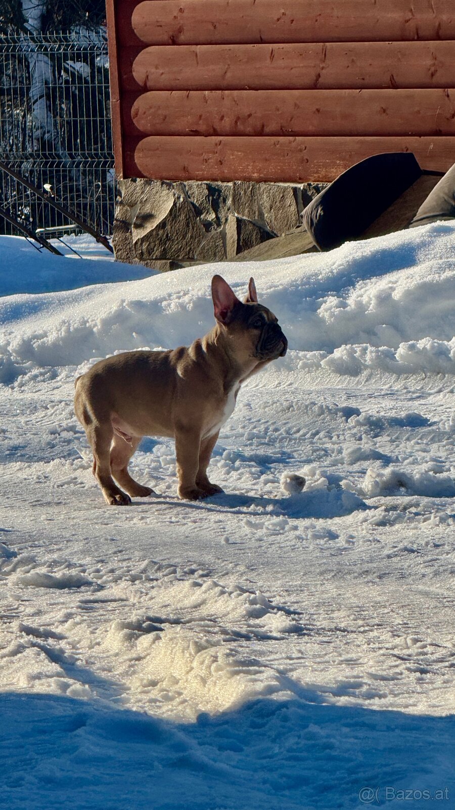 Französischen Bulldoggen Welpen mit Stammbaum - 8