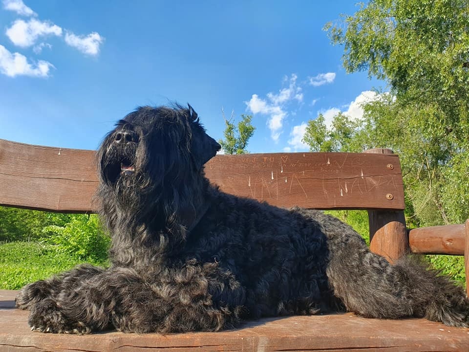 Schwarzer Russischer Terrier – liebevoll aufgezogene Welpen - 8