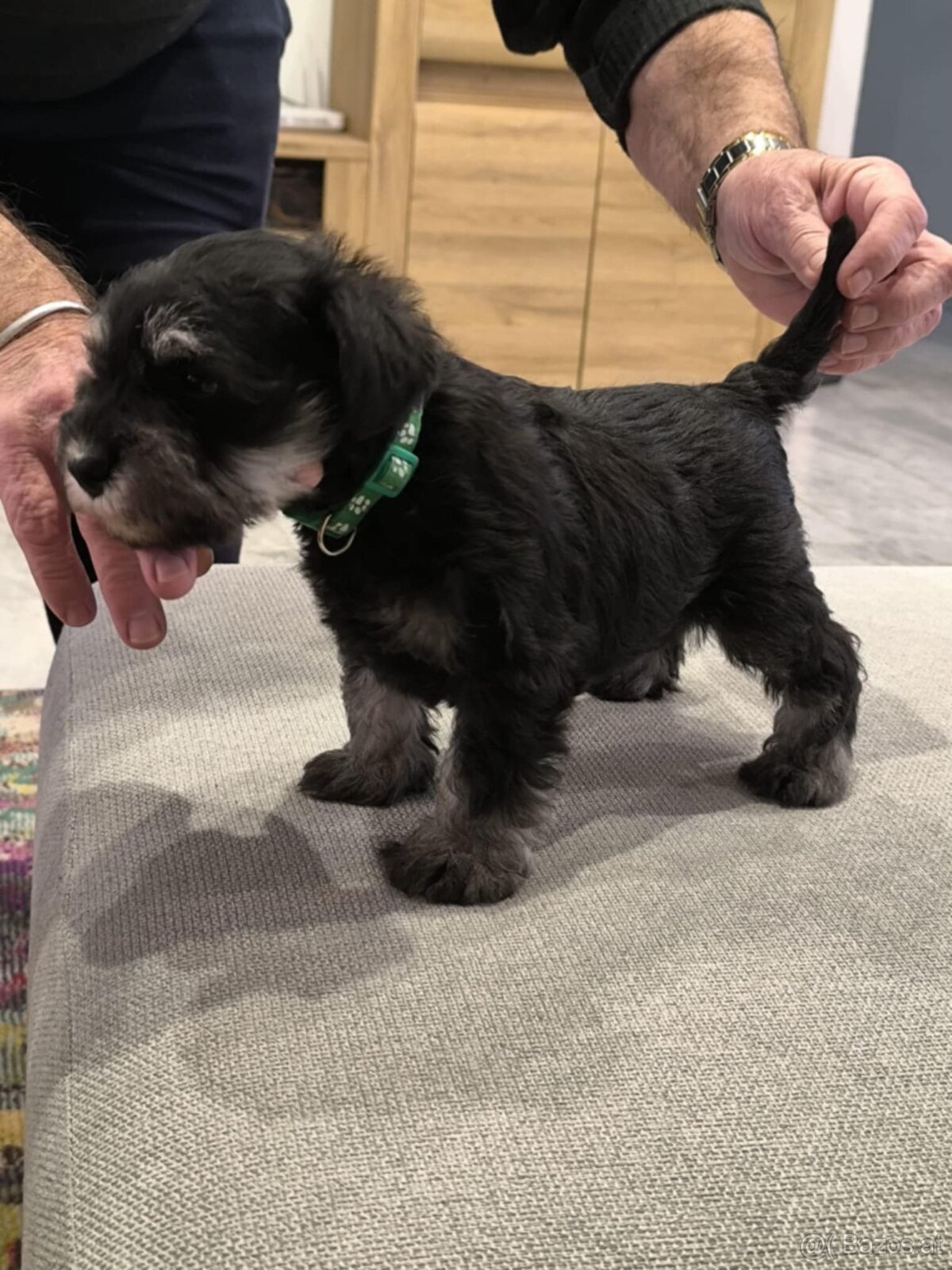 Zwergschnauzer Schwarz-Silber - 8