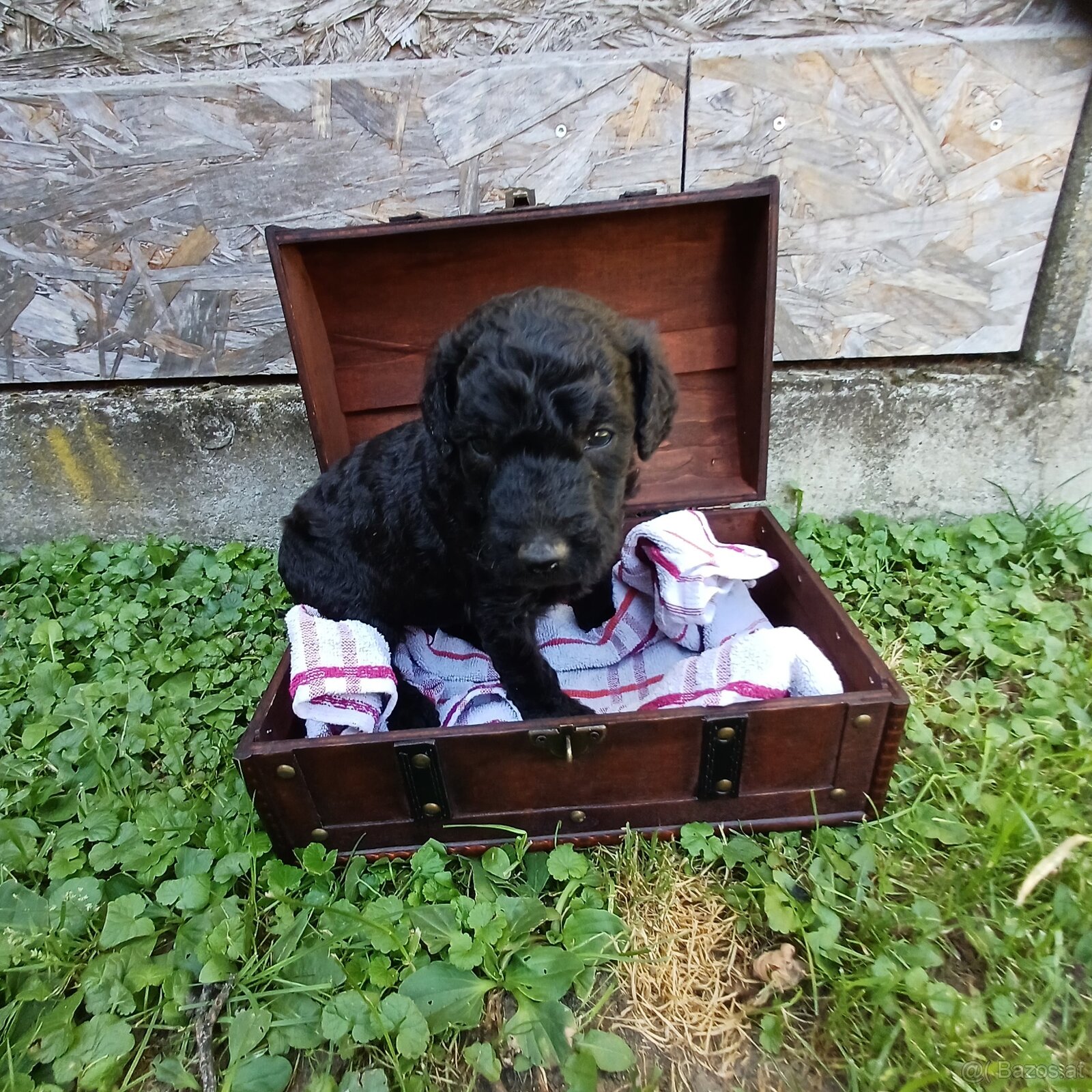 Goldendoodle - 8