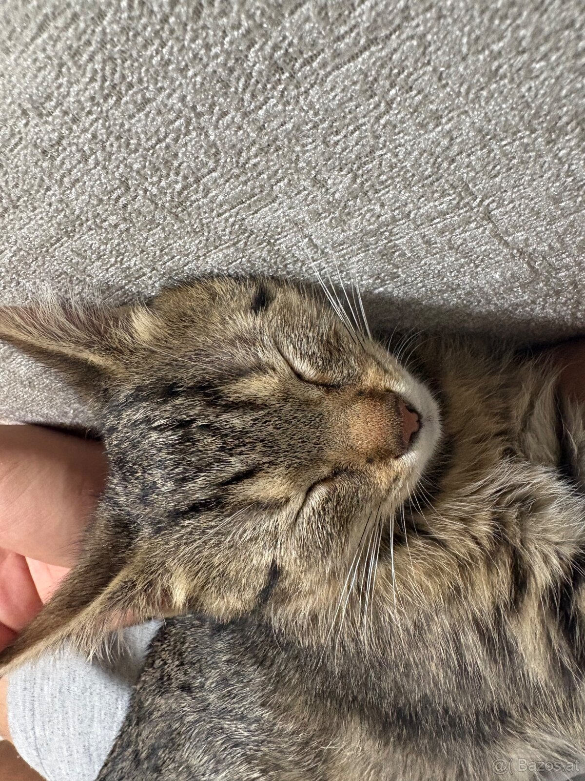 Baby/Jugend Katze, zum Betreuung geben, 1-3 Monate. - 8